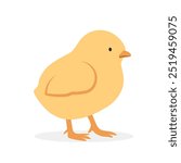 Baby chicken chick simple vector illustration. Yellow chick cartoon clipart, animal in flat style. Farm animals concept, rural farming. Livestock poultry baby chicken vector design isolated on white
