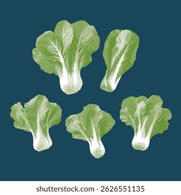 Baby chinese kale, baby chinese kale vector, baby chinese kale illustration, line drawing on dark blue background.