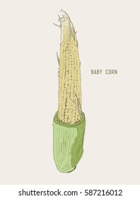 baby corn . hand drawn , sketch line art vector.