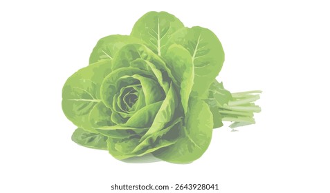 Baby cos lettuce romaine isolated