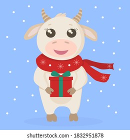 Baby cow bull cute character in winter scarf with a snowflakes holding a gift box. Vector illustration isolated flat style. 2021 year of the ox. Christmas, New Year, winter holidays character.