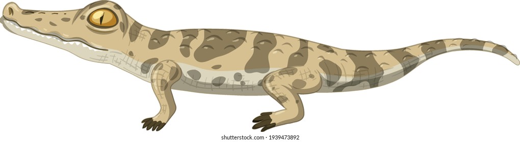 Baby crocodile isolated on white background illustration