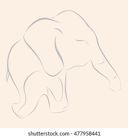 baby elephant