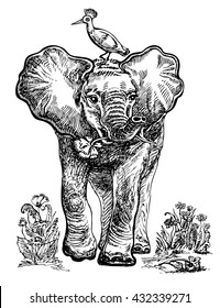 Baby elephant with bird. Vector hand drawn graphic illustration.
