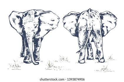 Baby elephant, front and back view, set. African elephant. Hand drawn illustration in sketch style. Vintage hand drawn vector illustration isolated on white background