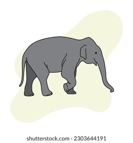 a baby elephant is walking