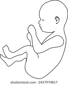  Baby in embryo position. Outline vector illustration. Transparent background.