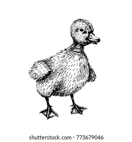 Baby farm animal. Domestic. Little cute baby duck. Vintage style. Vector illustration. Hand drawn sketch line art image. BLack and white.