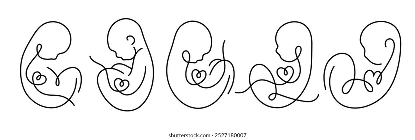 Baby Fetus silhueta line art. Anúncio de nascimento. Embrião de coração. Maternidade. Gravidez. Vetor.