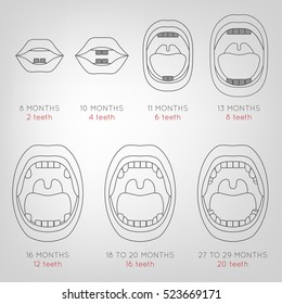 Baby First Teeth Chart