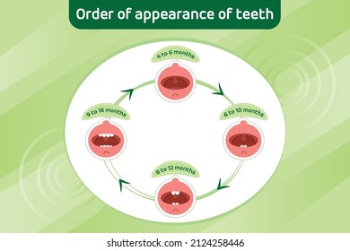 Baby first teeth. Children Order of appearance of teeth. Dental Teeth timing of their appearance. Dental milk tooth. Vector illustration.