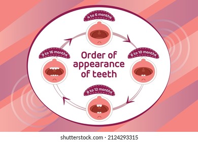 Baby erste Zähne. Kinderorden für das Aussehen der Zähne. Zähne Zähne Zeitpunkt ihres Aussehens. Zahnmilchzahn. Vektorgrafik.