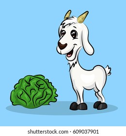 baby goat with cabbage