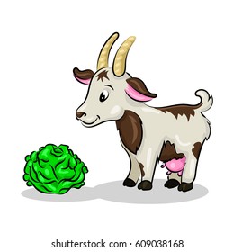 baby goat with cabbage