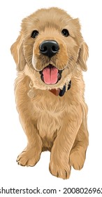 Baby golden retriever dog cute puppy vector art