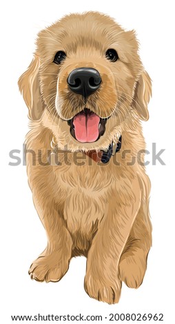 Baby golden retriever dog cute puppy vector art