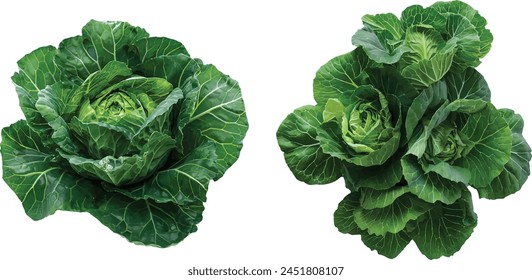 baby green cabbage on white background