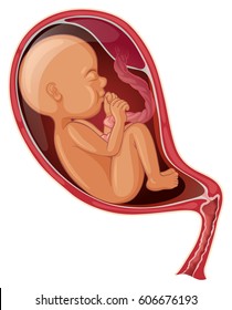 Baby Inside Woman Womb Illustration