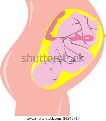 Baby Inside Womb Stock Vector (Royalty Free) 26248717 ...