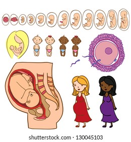 Baby inside womb hand drawn, pregnant women. International kids