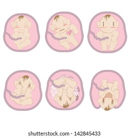 Baby inside womb , pregnant women