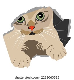 Baby Kitten drawing Vector design.