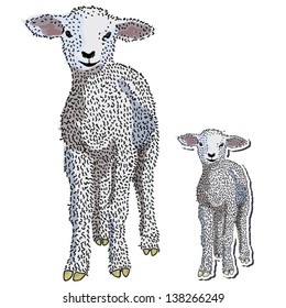 Baby lamb isolated in a standing position vector