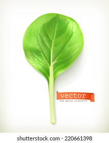 Baby leaf salad, vector illustration