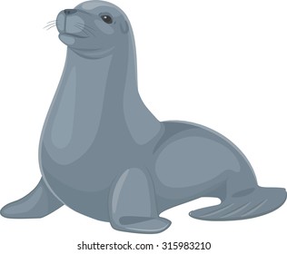 Baby Monk Seal Animal