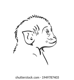 Baby monkey head sketch, Small macaque looking up portrait hand drawn vector black and white graphics