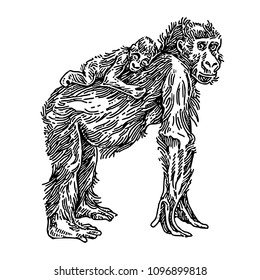Baby monkey rests and sleeping on the back mom. Sketch. Engraving style.