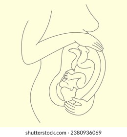 baby position in mother's belly linear illustration vector