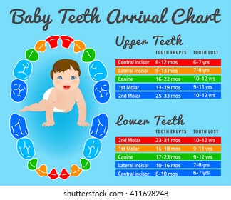 Baby prelimanary tooth eruption chart. Vector illustration. Editable image in bright colors on a blue background.Children teeth infographic with a funny smiling kid .