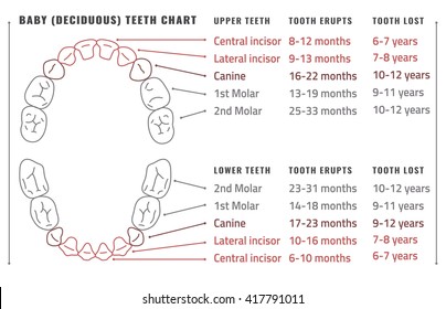 Human Teeth Chart By Numbers