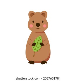 Baby quokka with a green leaf. Australian marsupial animal hand drawn in cartoon style. Vector illustration