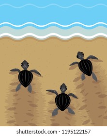 Baby sea turtles walks in the sand towards the ocean