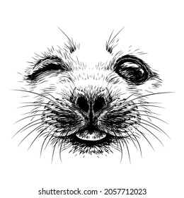 A baby seal. Graphic, black-and-white portrait of a cheerful baby seal close-up in sketch style on a white background. Digital vector graphics