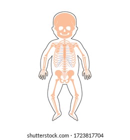 Baby skeleton anatomy in front view. Vector isolated flat illustration of human newborn child skull and bones in body. Halloween, medical, educational or science banner.