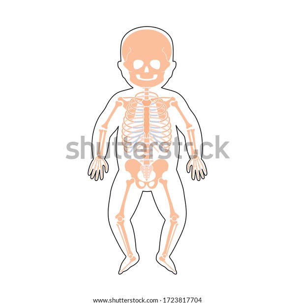 Baby skeleton anatomy in front view. Vector isolated flat illustration