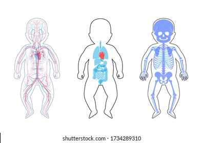 Baby skeleton, internal organs, circulatory system anatomy. Anatomical structure of human newborn child body front view. Vector isolated flat illustration of skull and bones, blood vessels in body. 