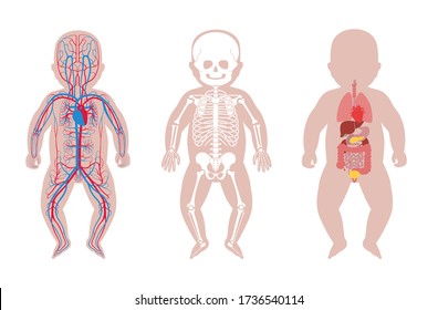 Baby Skeleton, Internal Organs, Circulatory System Anatomy. Anatomical Structure Of Human Newborn Child Body Front View. Vector Isolated Flat Illustration Of Skull And Bones, Blood Vessels In Body.