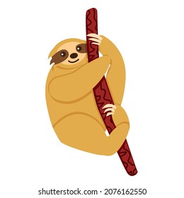 Baby sloth hanging on a branch isolated. Cute and funny. Flat cartoon style. Nature and ecology. Southern and Central America fauna. Amazonia animal. Kids post card, poster, graphic design, textile