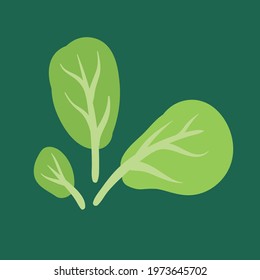 Baby Spinach vegetables object in vector illustration