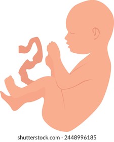 A baby in the state of an embryo with an umbilical cord. Vector illustration