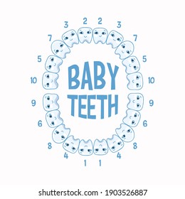 Baby teeth anatomy concept infographic element. Vector illustration.