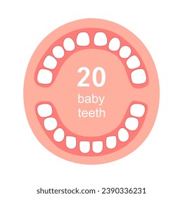Baby teeth anatomy concept infographic in flat design on white background.