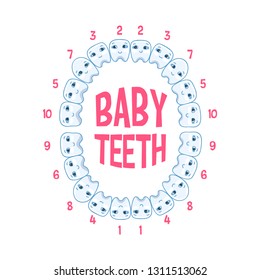 Baby teeth in a child, teeth infographics. Vector illustration of pediatric dentistry