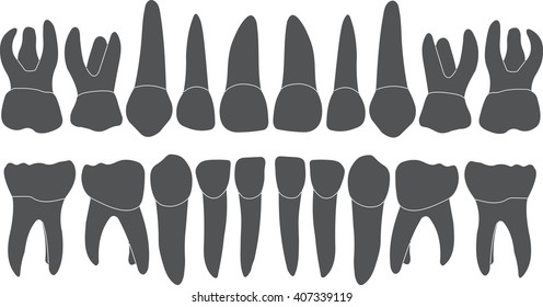 baby teeth - crown and root , the number of tooth upper and lower jaw done in vector are easy to edit