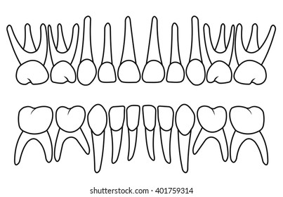 baby teeth dentition on white