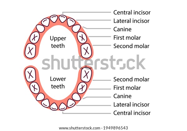 Baby Teeth Diagram Icon Clipart Image Stock Vector (Royalty Free ...